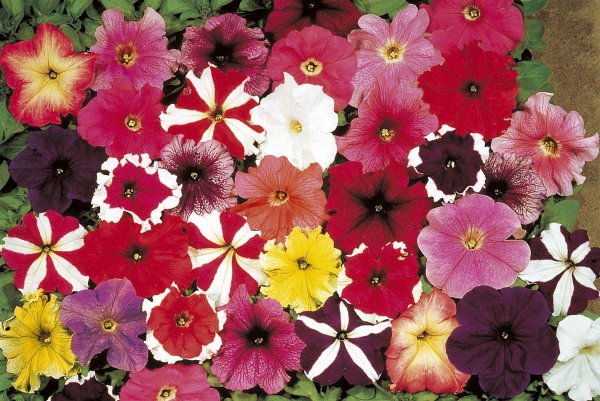 Цветы однолетники петуния