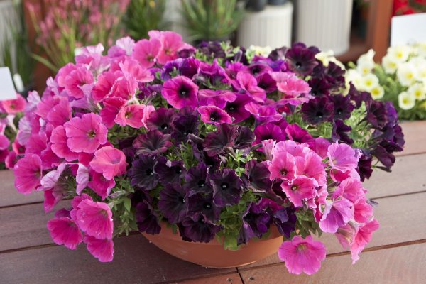 Петуния Трилоджи