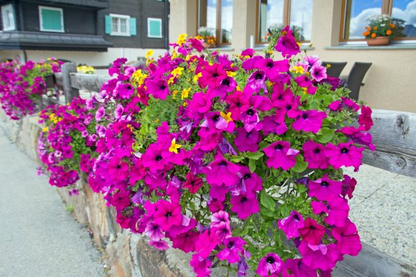 Петунья Арабелла