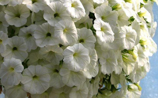 Петуния калибрахоа белая