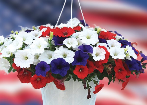 Петуния клубневая