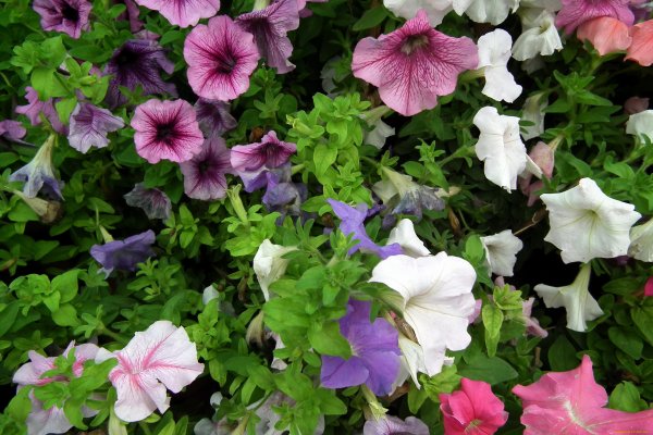 Петуния многоцветковая