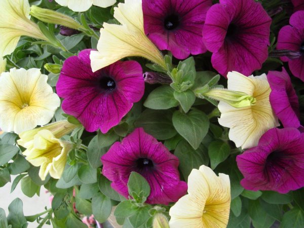 Петуния Potunia Blueberry Ice