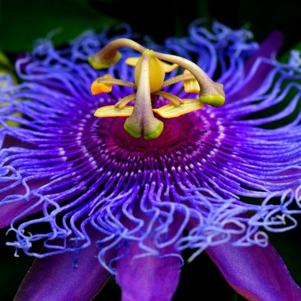 Необыкновенные цветы