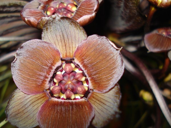 Такка леонтолепестковидная