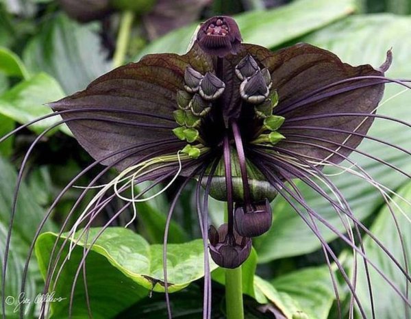 Такка Шантрье Tacca chantrieri