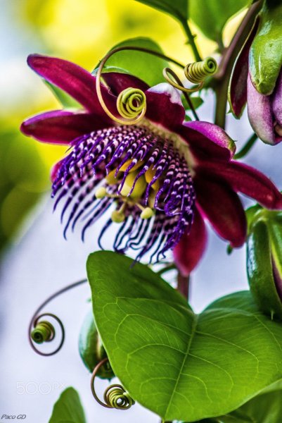 Плотоядные дарлингтония