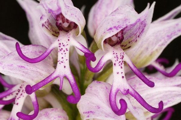 Абутилон Дарвина (Abutilon darwinii)