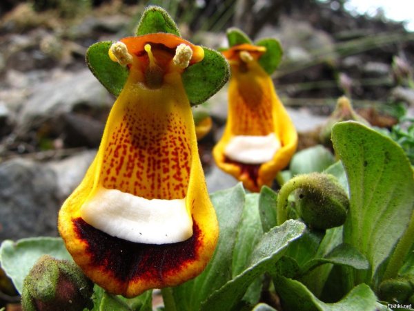 Кальцеолярия Унифлора (Calceolaria uniflora)