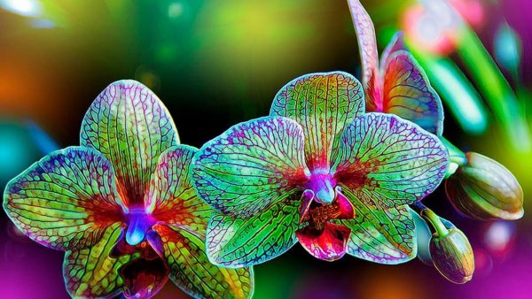 Оксалис (Кислица) версиколор