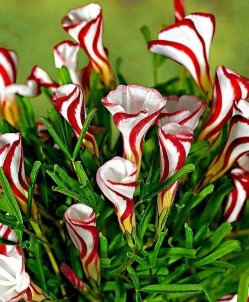 Anguloa uniflora