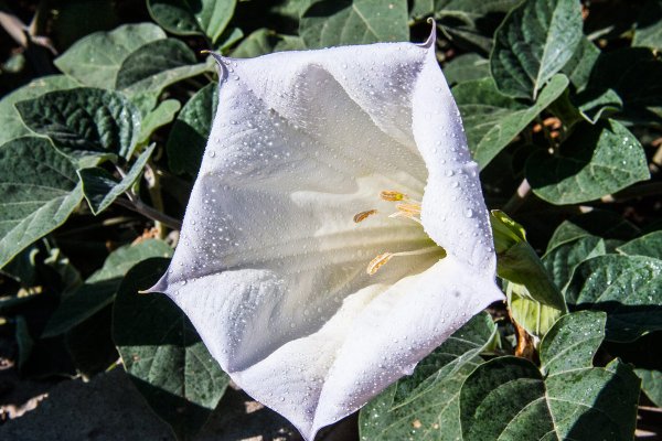 Datura innoxia - дурман индейский