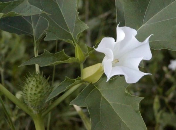 Brugmansia Arborea