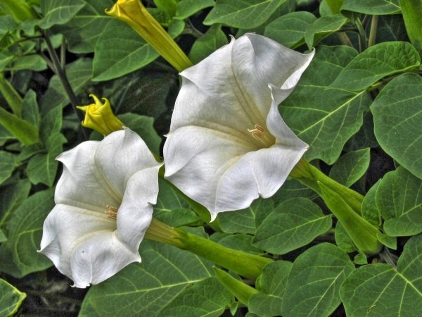 Дурман обыкновенный (Datura stramonium)