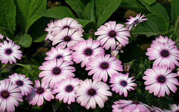 Диморфотека рассада