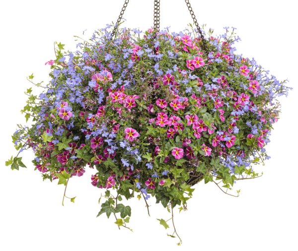 Петуния калибрахоа Бакопа