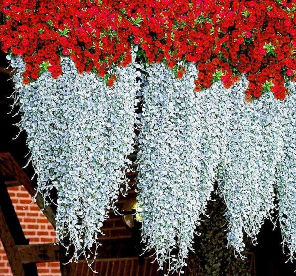 Дихондра серебристый водопад