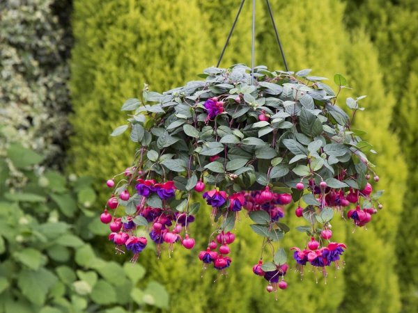 Фуксия Trailing Dark Eyes