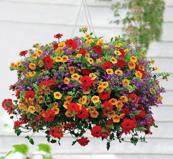 Петуния калибрахоа ампельная