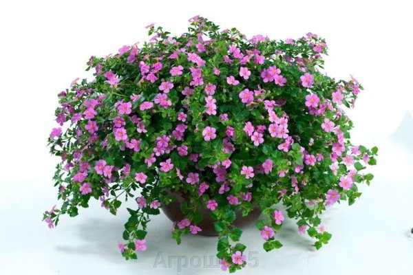 Бакопа Снежная лавина (ампельная)