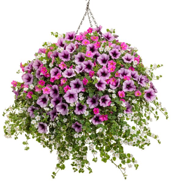 Бакопа сурфиния калибрахоа