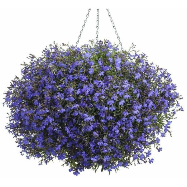 Лобелия ампельная регата Миднайт Блю