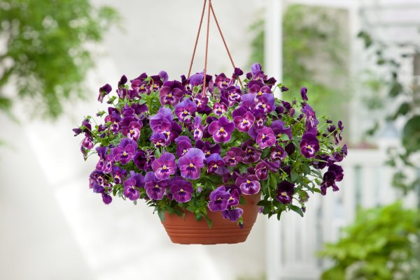 Виола ампельная кул Вейв