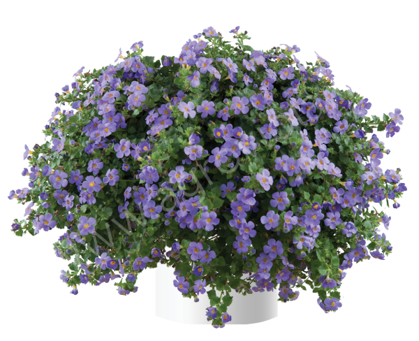 Бакопа ампельная