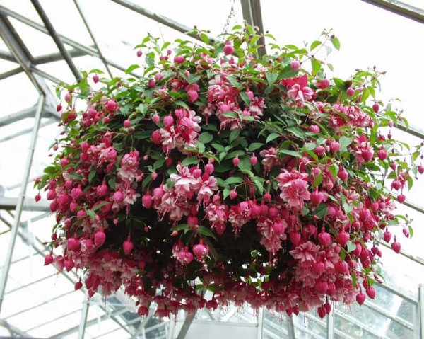 Фуксия махровая ампельная