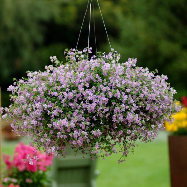 Бакопа ампельная Пинктопия