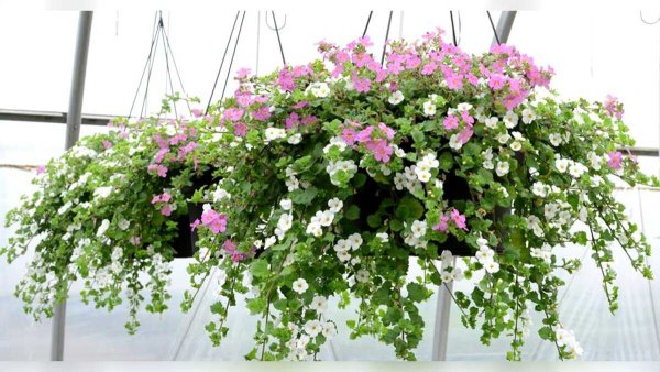 Бакопа сердцевидная