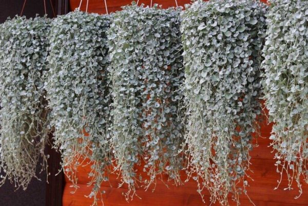 Дихондра серебристый водопад