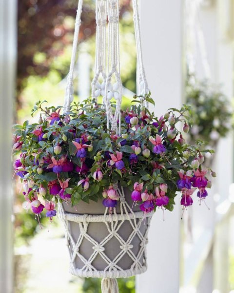 Фуксия ампельная