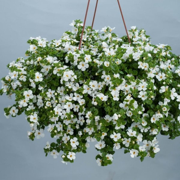 Бакопа ампельная голубая лавина