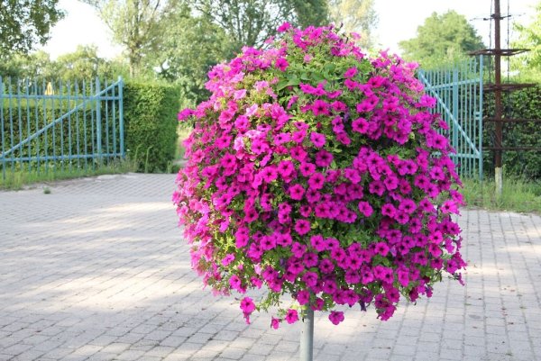 Петуния ампельная вурдини