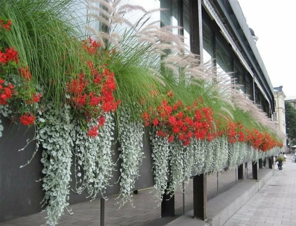 Лиана дихондра