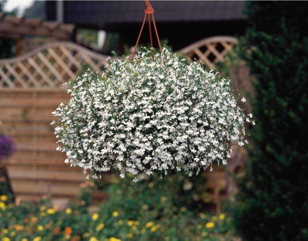 Лобелия ампельная