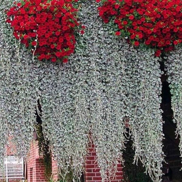 Дихондра серебристый водопад