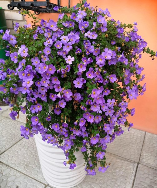 Бакопа ампельная голубая лавина