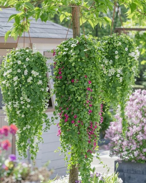 Лофос ампельная