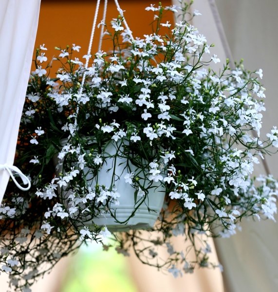 Лобелия ампельная белая