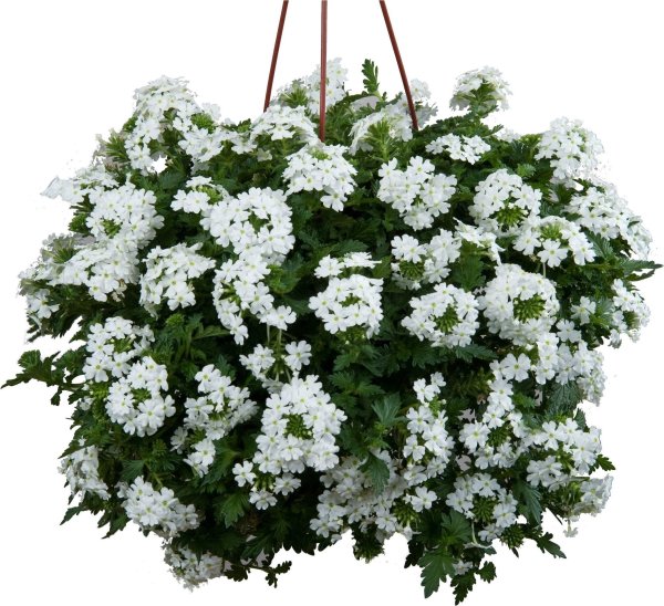 Вербена ампельная