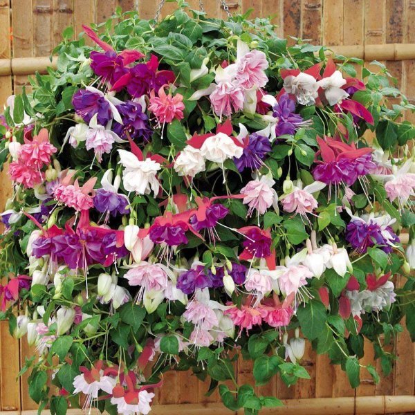 Фуксия ампельная