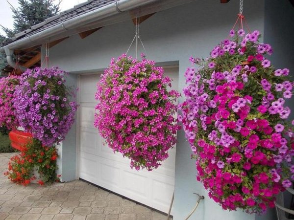 Петуния каскадная Водопадная