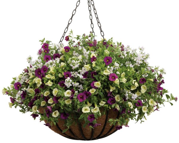 Виола и калибрахоа в кашпо
