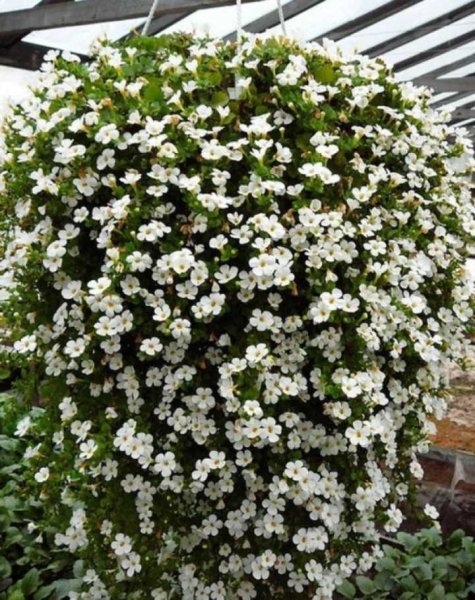 Бакопа Сноутопия белая