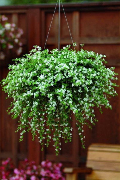 Сутера Бакопа