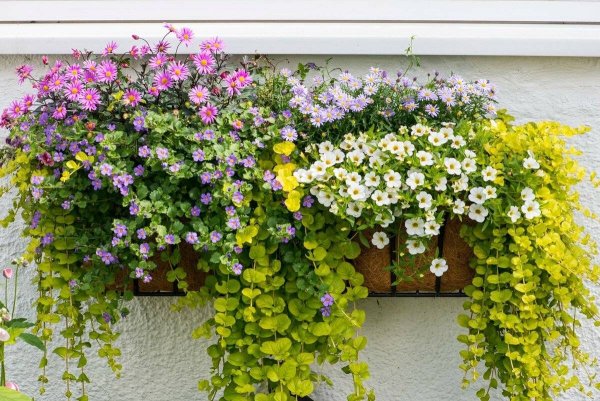 Вербейник монетчатый ампельный