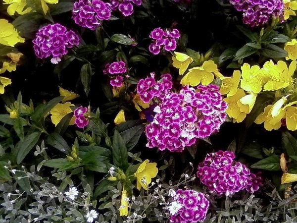 Раноцветущие цветы однолетние