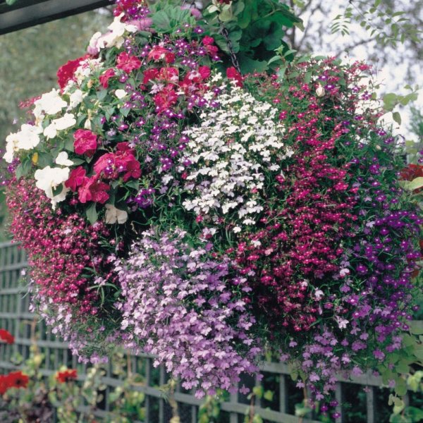 Лобелия ампельная